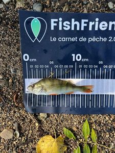 European Perch