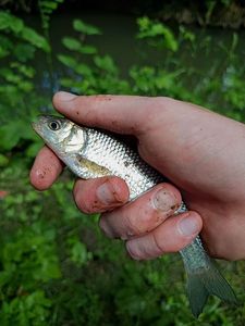 Chub