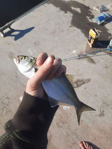 Slimy mackerel 