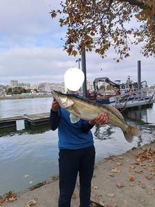 Zander