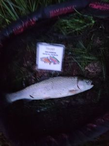 Rainbow Trout