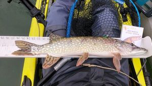 Northern Pike