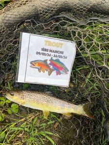 Brown Trout