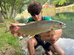 Brown Trout
