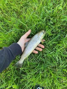 Brown Trout