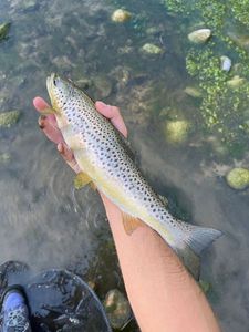 Brown Trout