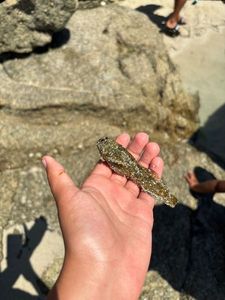 Round Goby