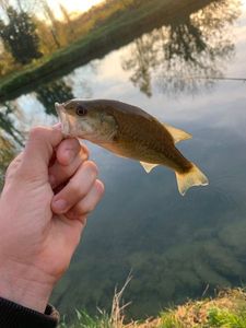 Smallmouth Bass