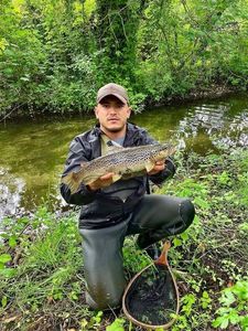 Brown Trout