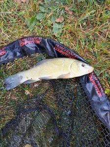 Tench