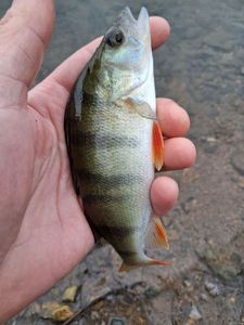 European Perch