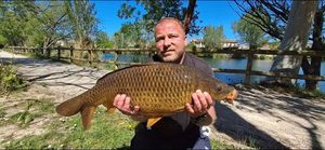 Common Carp