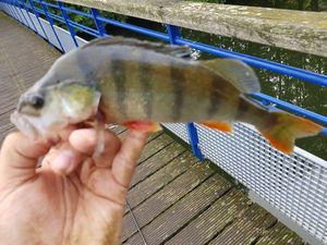 European Perch