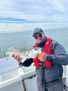 European Bass (Seabass)