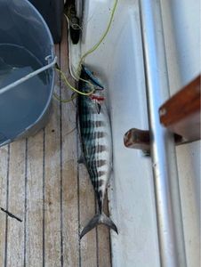 Atlantic Bonito