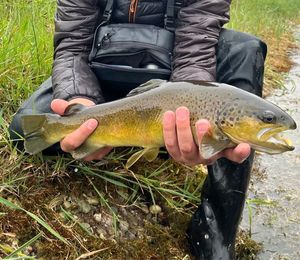 Brown Trout