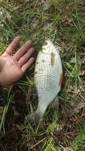 Mirror Carp