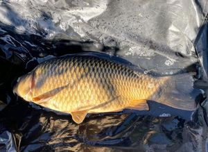Common Carp