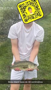 Largemouth Bass
