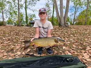 Common Carp