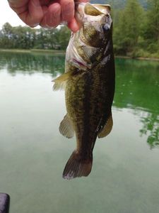 Largemouth Bass