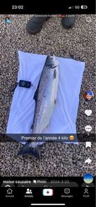Sea Trout