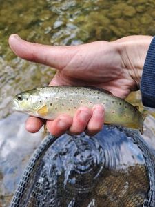 Brown Trout