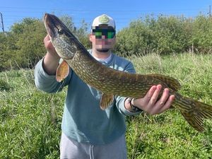 Northern Pike