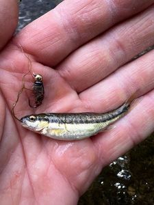 Common Minnow