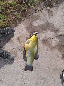 Tench