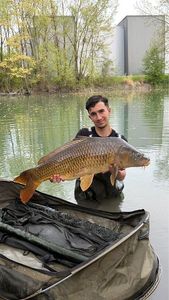 Common Carp