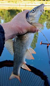 Barbel