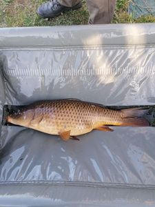 Common Carp