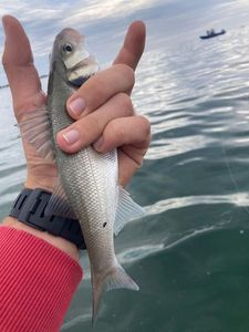 European Bass (Seabass)