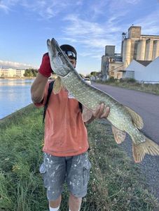 Northern Pike