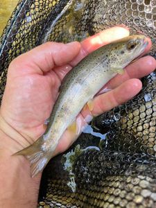 Brown Trout