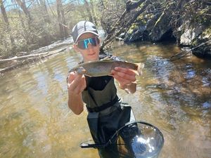 Rainbow Trout
