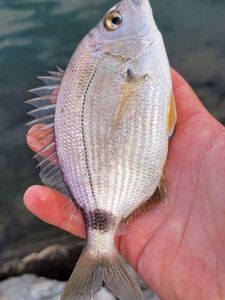White Seabream
