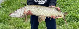 Northern Pike