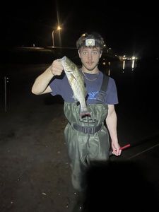 Striped bass