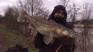Zander