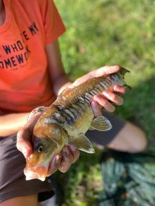 Koï Fish