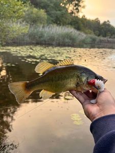 Largemouth Bass
