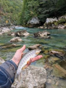 Brown Trout