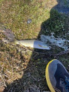 Brown Trout