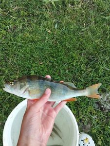 European Perch