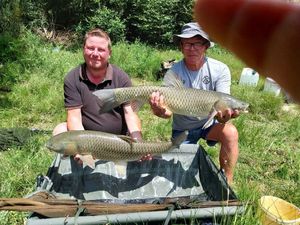 Grass Carp