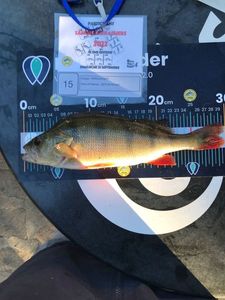 European Perch