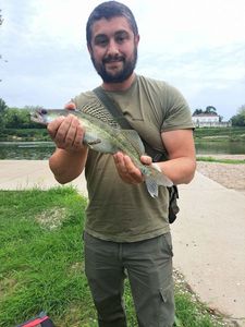 Zander