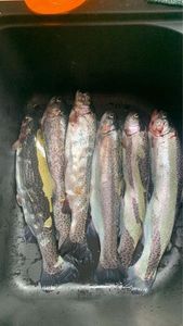 Rainbow Trout